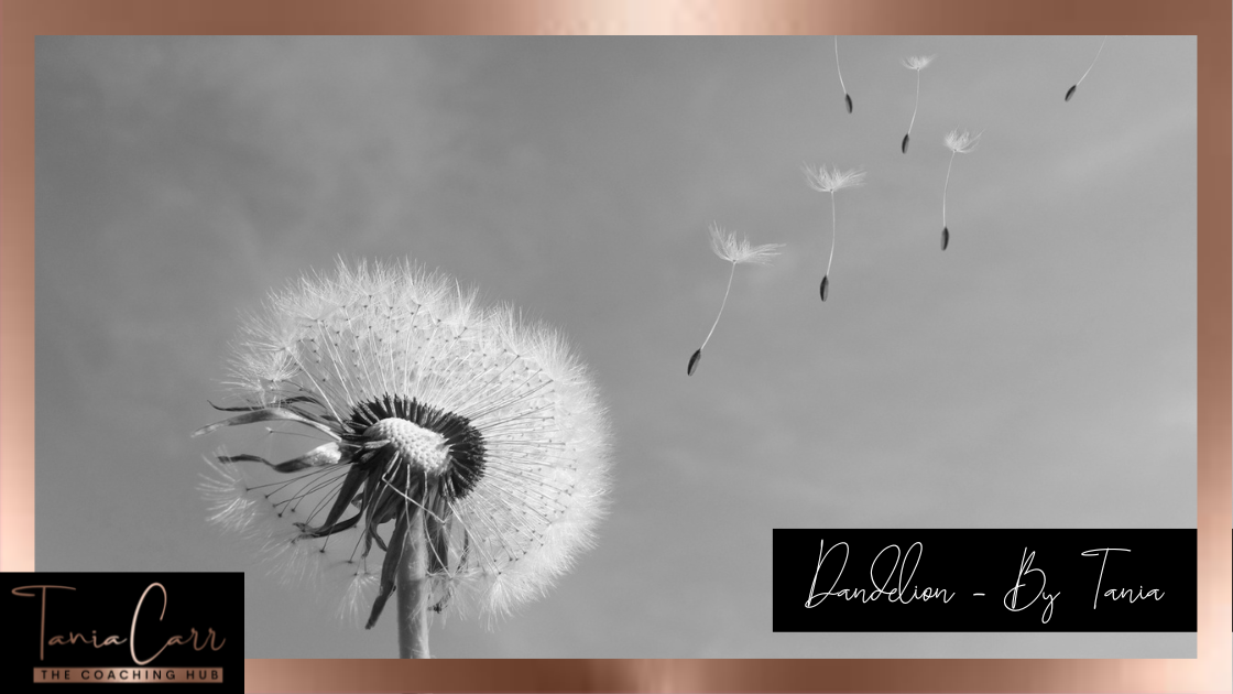 Dandelion